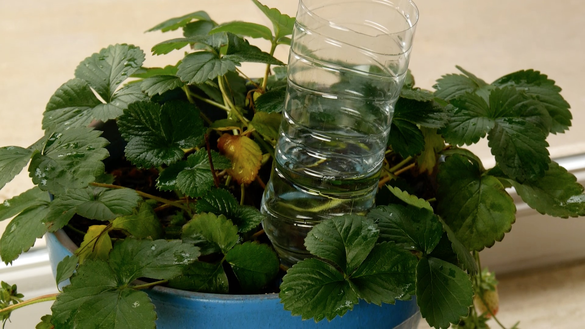 Plastikflaschen-Upcycling: Wasserspender fÃ¼r Pflanzen