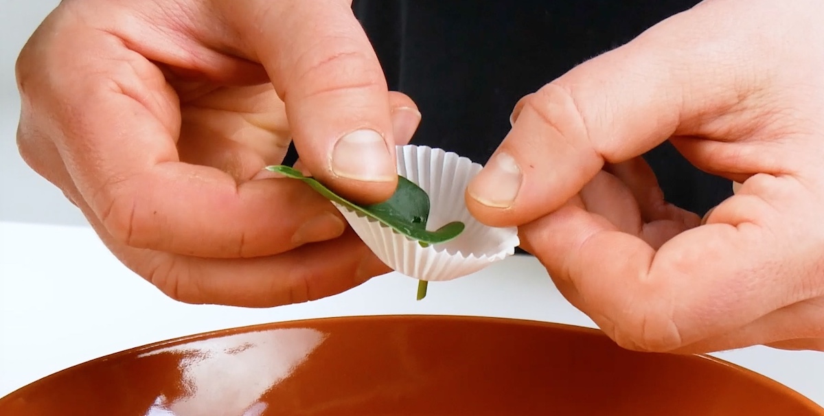 Blattstiel eines Anthuriums durch eine Muffinform stecken.