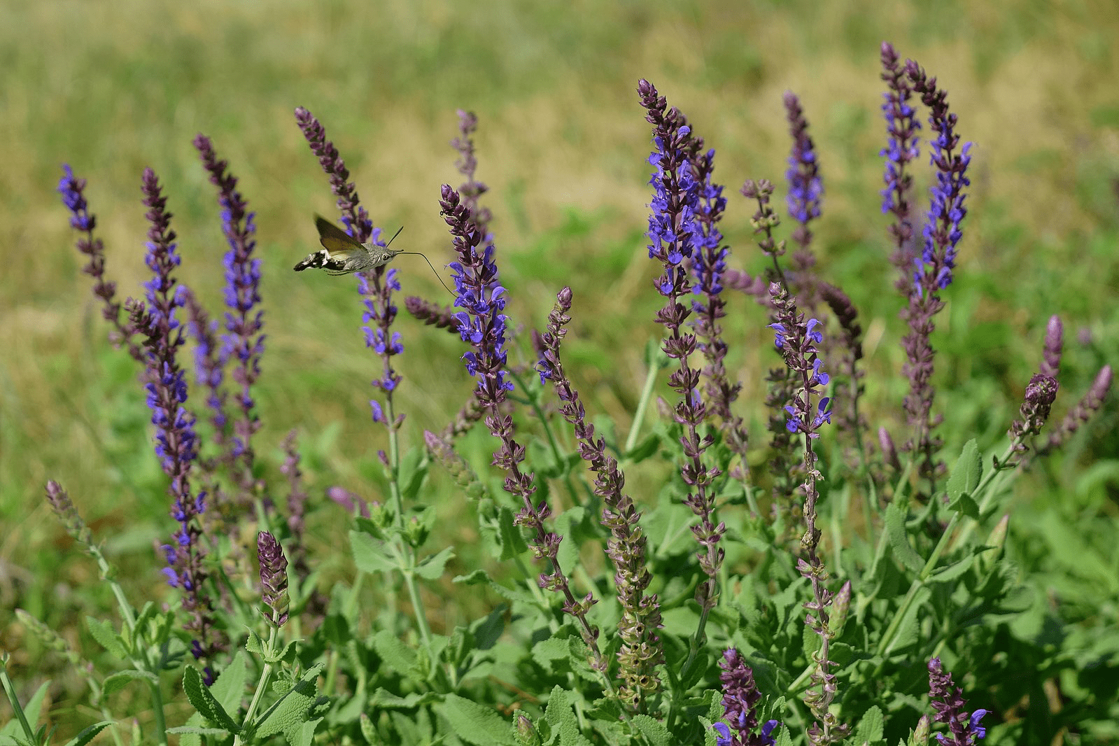 Steppensalbei als Pflanze für trockene Böden im Garten