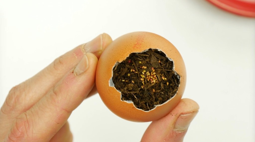 Ein Ei mit Erde und Samen gefüllt.