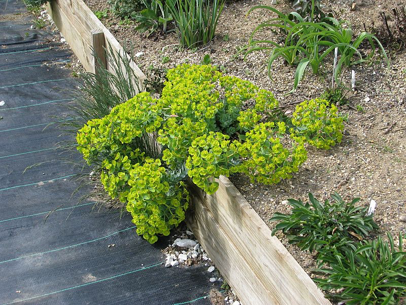 Walzen-Wolfsmilch als Pflanze für trockene Böden im Garten.