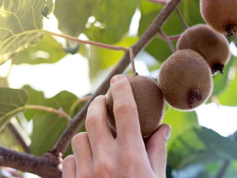 Eine Person pflückt eine Kiwi vom Baum.