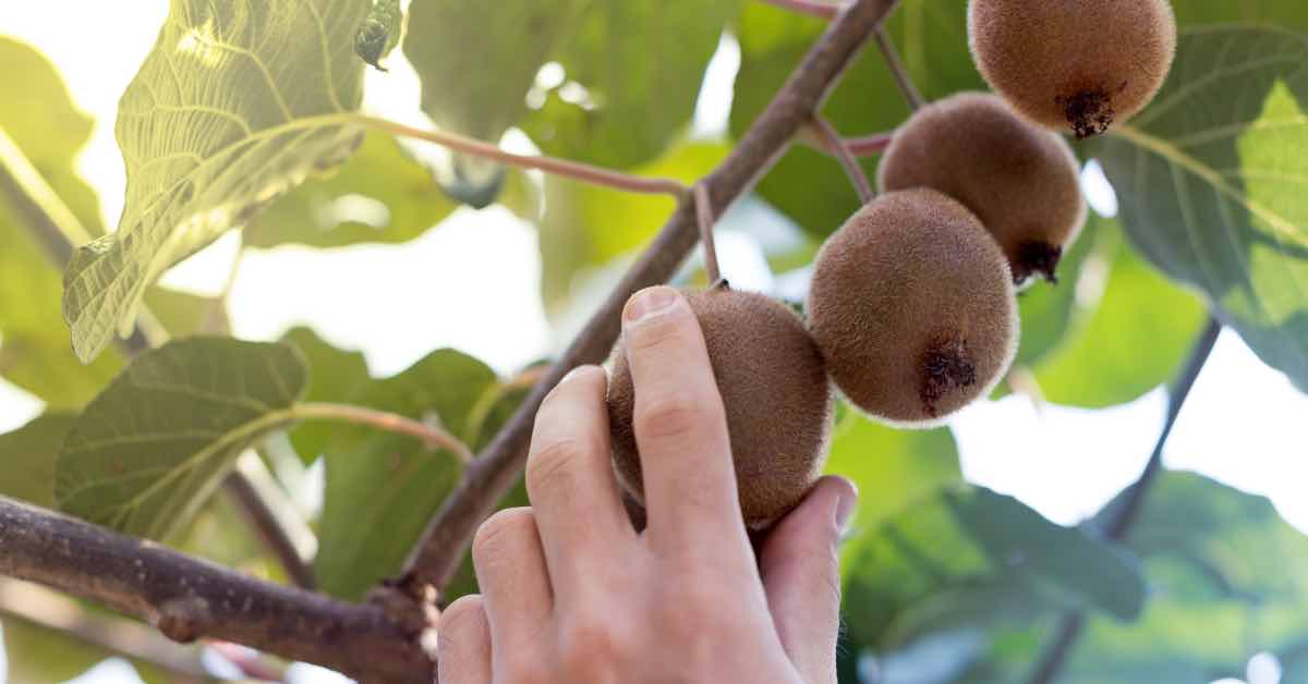 Eine Person pflückt eine Kiwi vom Baum.