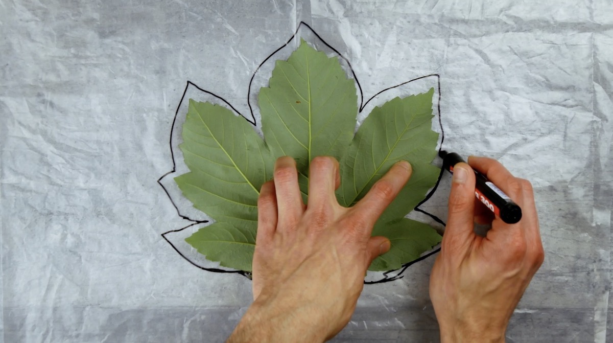 Umrisse werden mit einem Stift um ein Ahorn-Blatt gemalt.