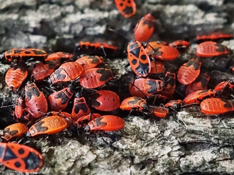 Feuerwanzen: Warum du sie unbedingt im Garten haben willst