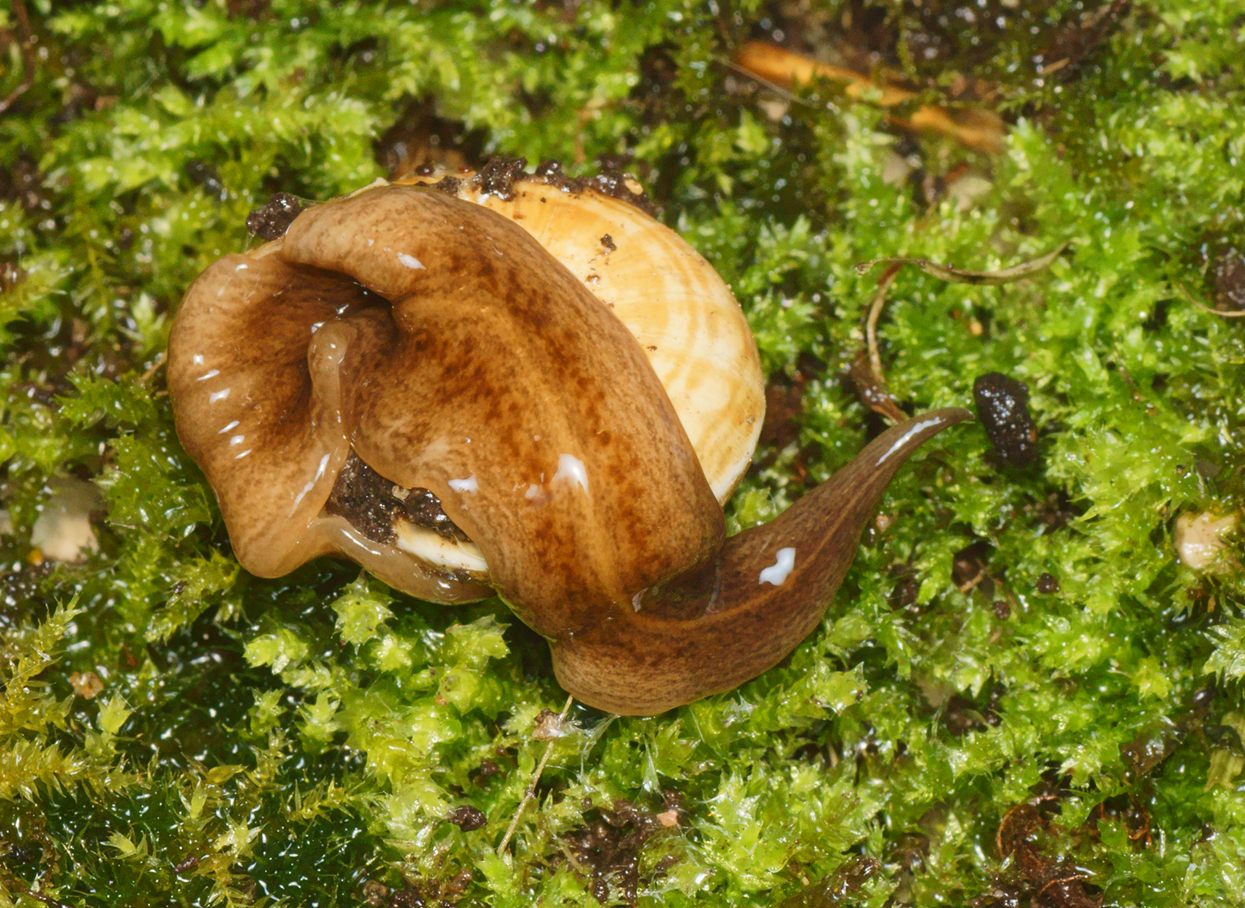 Der fleischfressende Wurm â€žObama nungaraâ€œ vertilgt eine Schnecke.