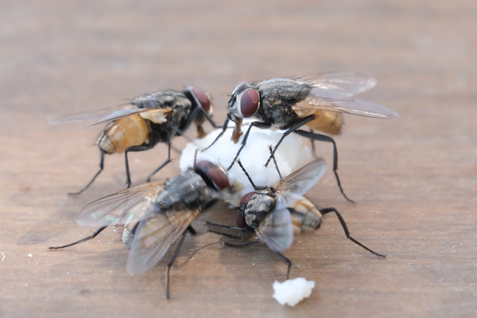 Mehrere Fliegen, die etwas zu Fressen gefunden haben.