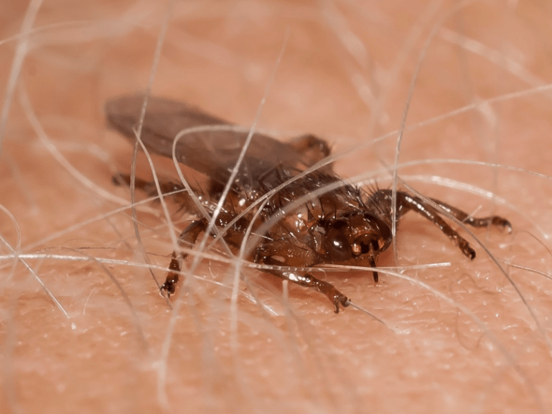 Fliegende Zecken: Das musst du über Hirschlausfliegen wissen