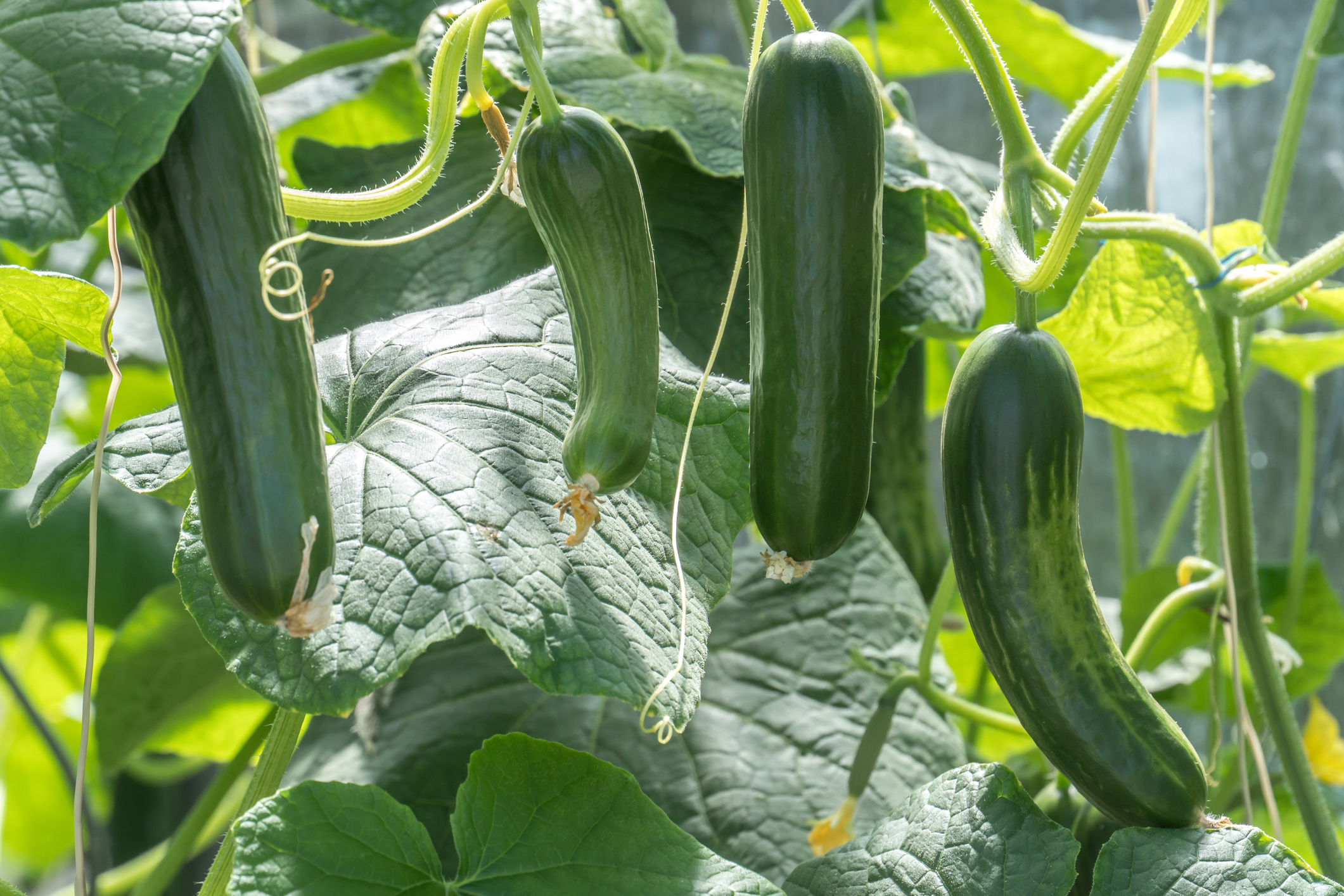 Gurken im Sonnenlicht