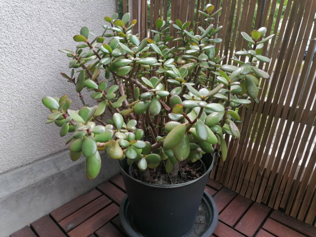 Ein Geldbaum auf einem Balkon. Diese Zimmerpflanze kannst du im Sommer nach drauÃŸen stellen.