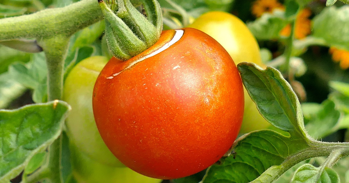 Eine geplatzte Tomate an der Tomatenpflanze