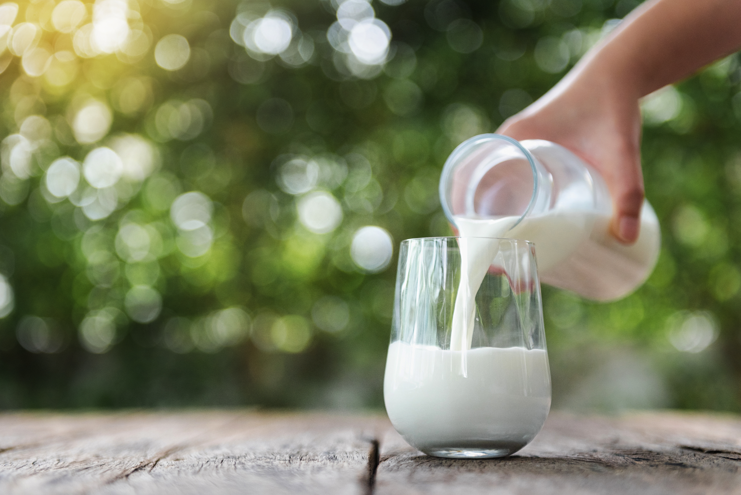 Milch enthÃ¤lt viele NÃ¤hrstoffe und eignet sich hervorragend, um Geranien zu dÃ¼ngen.