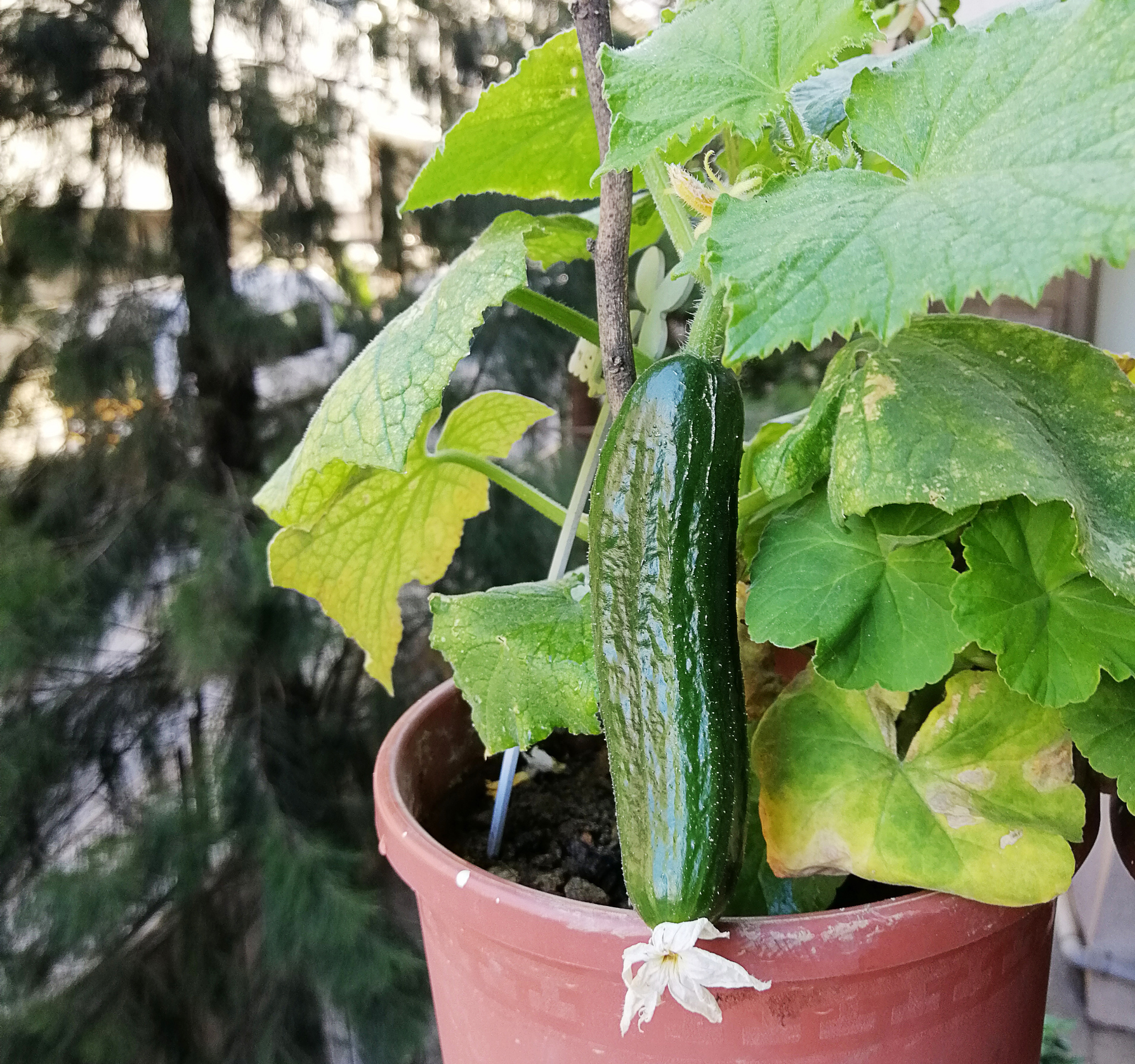 Garten Gurken einfach im Topf anbauen Genialetricks