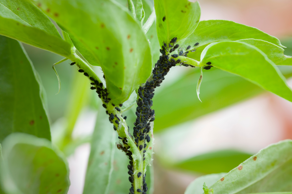 Um Blattläuse im Garten zu bekämpfen, benötigst du nur dieses Hausmittel