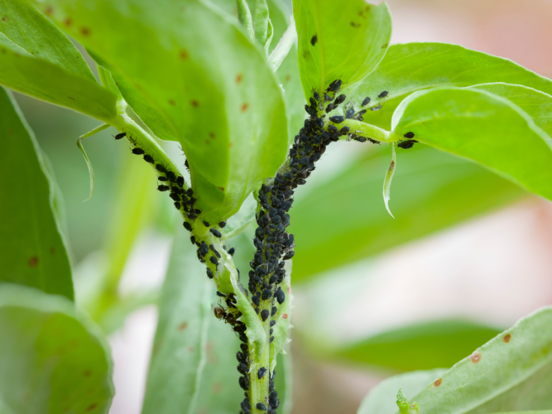 Um Blattläuse im Garten zu bekämpfen, benötigst du nur dieses Hausmittel
