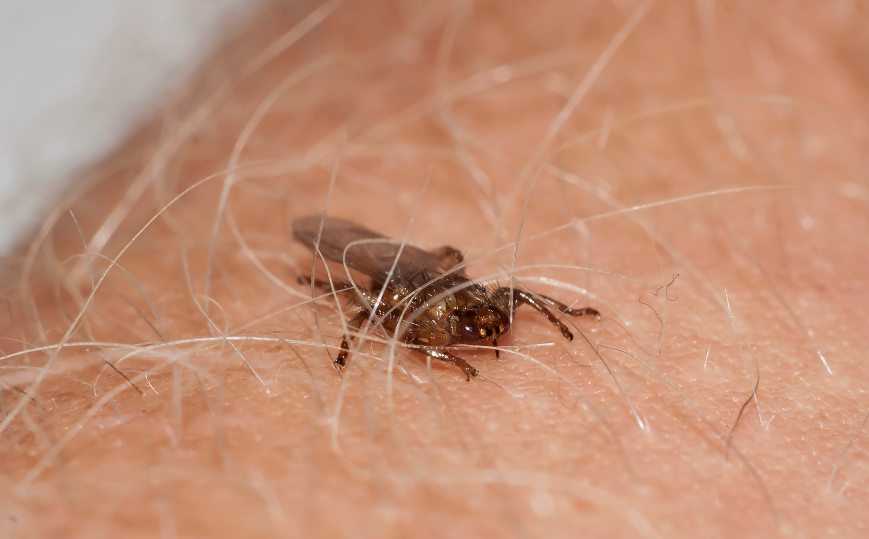 Nahaufnahme einer Hirschlausfliege. So gefÃ¤hrlich sind fliegende Zecken.