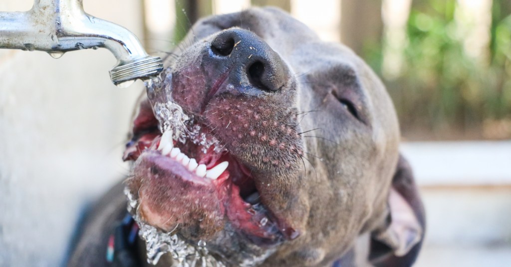 Ein dunkler Hund trinkt Wasser aus einem Außen-Wasserhahn.