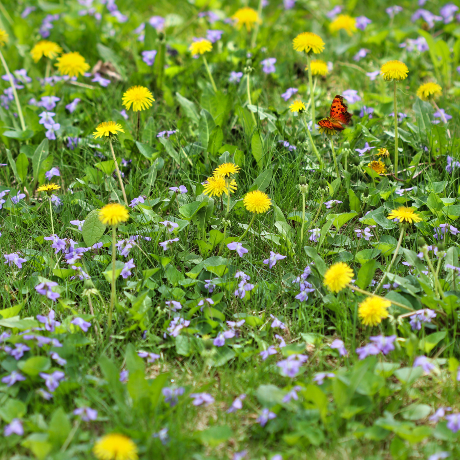Insektenfreundliche Pflanzen Insektenfreundliche Pflanzen aussäen? Botaniker warnt vor diesem Fehler.