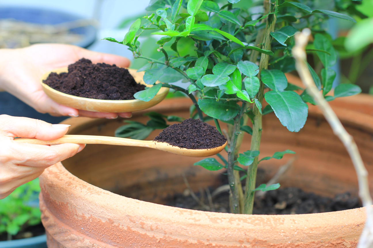 Kaffeesatz wird mit einem Löffel in den Blumentopf einer Pflanze gegeben.