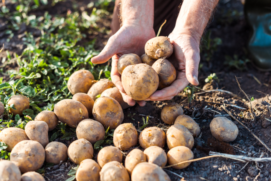 Jemand hÃ¤lt geerntete Kartoffeln in der Hand. Wer einen Kartoffelturm selber baut, kann sich ab dem SpÃ¤tsommer Ã¼ber eine ertragreiche Ernte freuen.
