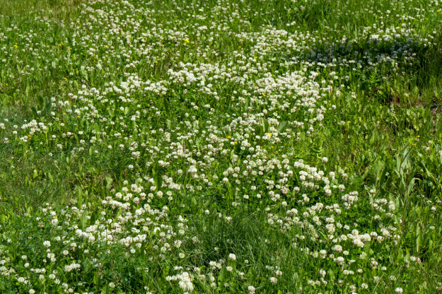 Weißklee im Rasen.