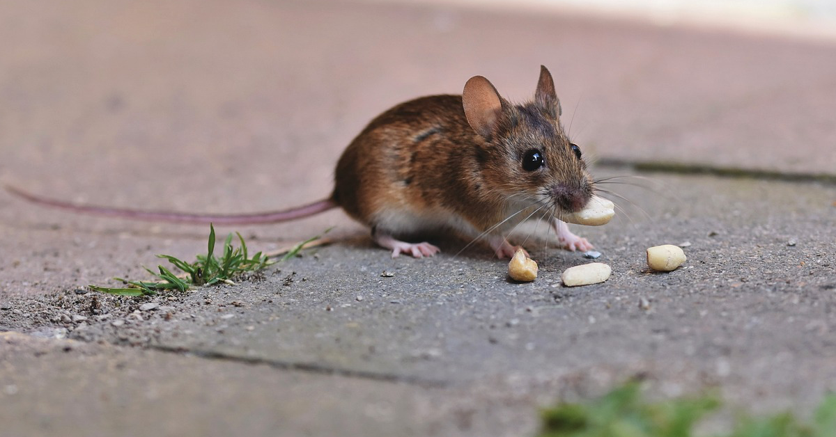 Eine Maus knabbert auf einem Weg mit Steinplatten ein paar Samen und Kerne.