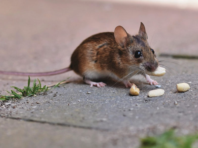 Mäuse in Haus und Garten: 9 Tricks, um sie zu vertreiben