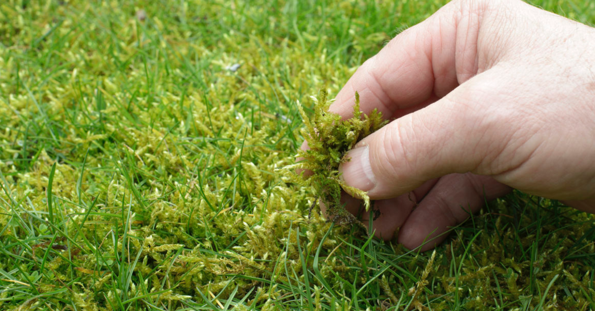 Garten Moos im Rasen mit 5 Tricks entfernen Genialetricks