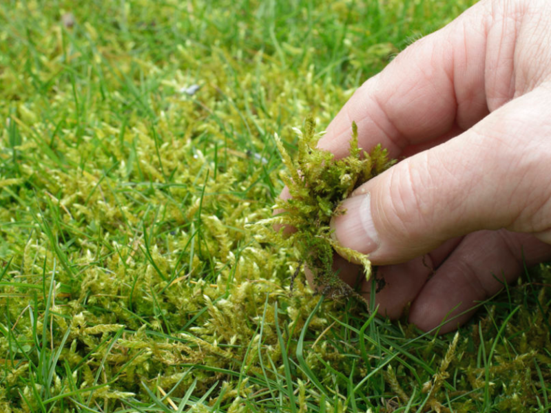 5 Tricks, um Moos im Rasen erfolgreich zu bekämpfen