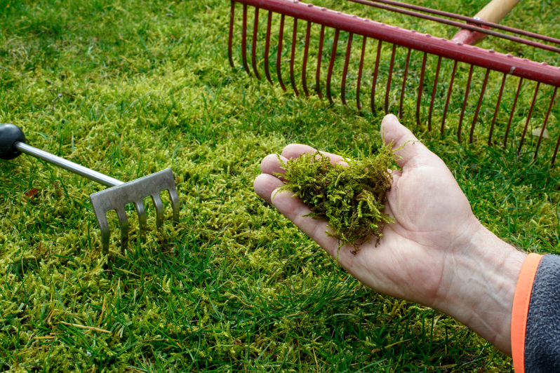Garten Moos im Rasen mit 5 Tricks entfernen Genialetricks