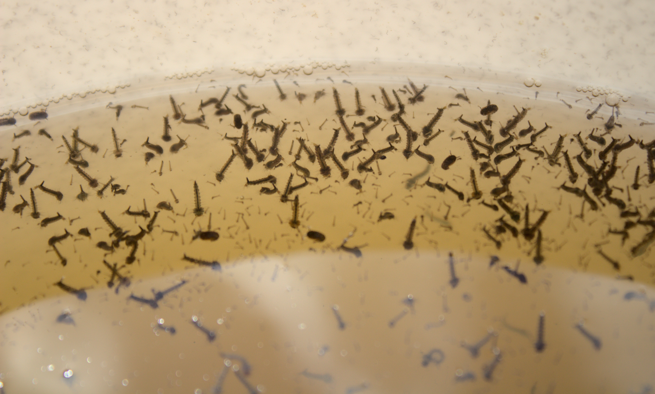 Mückenlarven Unzählige Mückenlarven im Wasser.