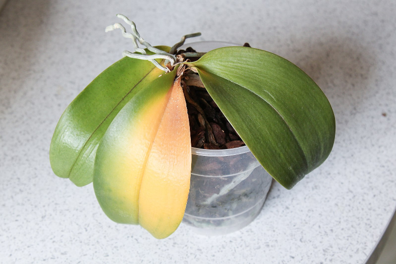 orchidee fault Orchidee fault: Eine Orchidee mit einem gelben Blatt. Dieses Symptom deutet auf Herzfäule hin.