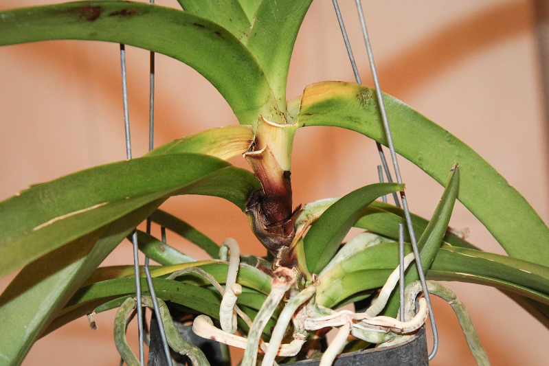 Eine Orchidee, die an Stammfäule erkrankt ist.