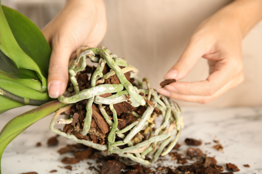orchidee fault Eine Person hält eine Orchidee mit einer Hand und entfernt mit der anderen das alte Substrat sowie kranke Pflanzenteile.