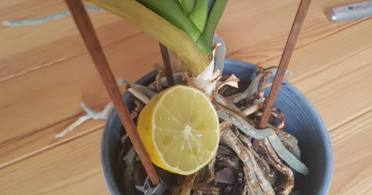 Eine Zitrone in einem Topf mit Orchideen.