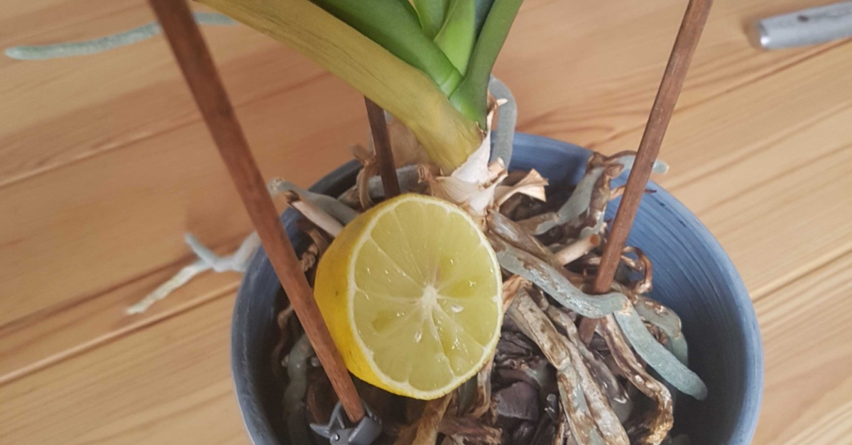 Orchideen-Pflege mit Zitrone: Das musst du beachten - Genialetricks