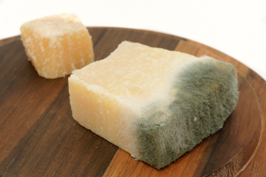 Parmesan schimmelt Auf einem Tisch liegt ein Stück Parmesan, das bereits schimmelt.