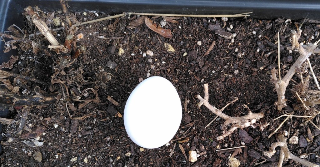 Gärtner-Trick: Darum solltest du ein rohes Ei im Garten verbuddeln