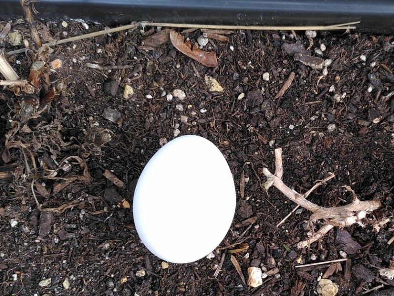 Ein Foto von einem rohen Ei, das in einem Garten auf einem Beet liegt.