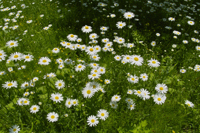 Dalmatinische Insektenblume. Diese Pflanze hilft effektiv gegen Zecken.