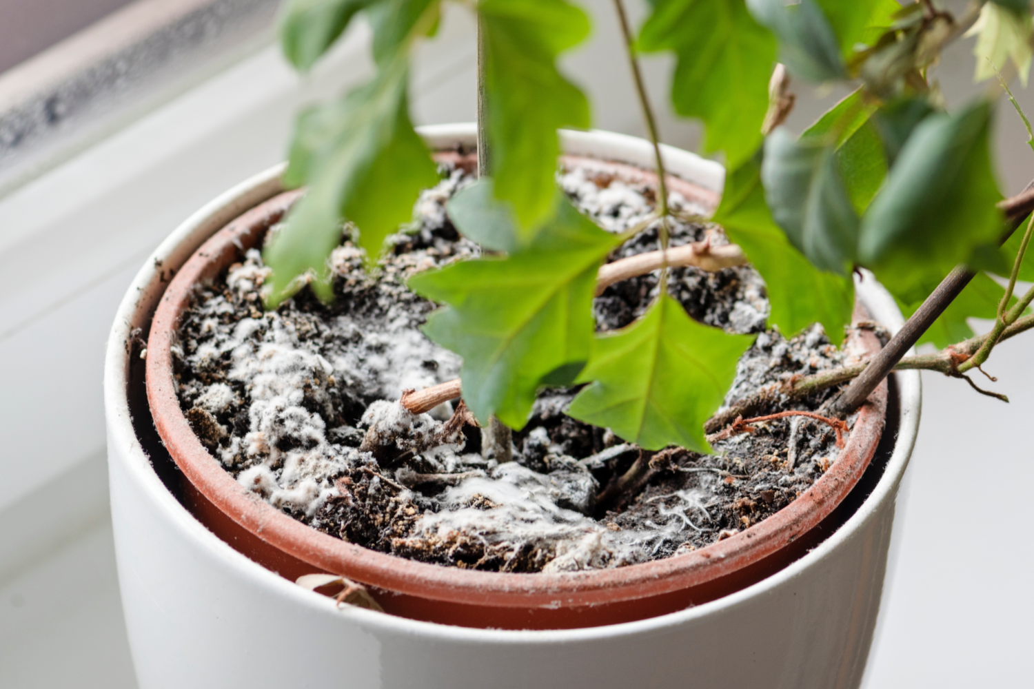 Schimmel auf Blumenerde Eine Zimmerpflanze, auf deren Blumenerde sich Schimmel gebildet hat.