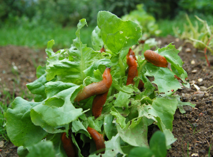 Schnecken fressen Salat