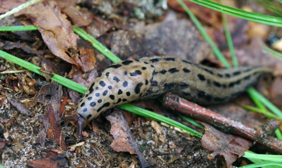 Der Tigerschnegel hilft dir dabei, die Schneckenplage in deinem Garten in den Griff zu bekommen.