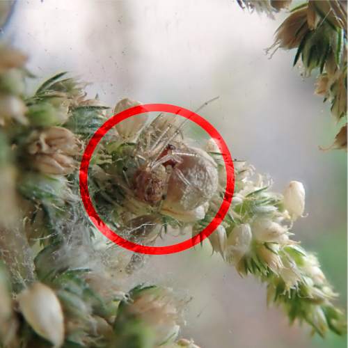 Eine grÃ¼ne Spinne sitzt auf einem Ast. Um sie ist nachtrÃ¤glich ein roter Kreis gezogen worden.