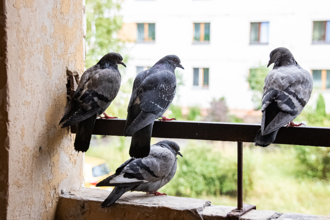 tauben vertreiben Vier Tauben auf einem Balkon. Mit diesen Methoden und Hausmitteln kannst du sie vertreiben.