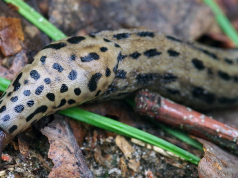 Aus diesem Grund solltest du Schnecken mit Tiger-Muster nie aus deinem Garten vertreiben