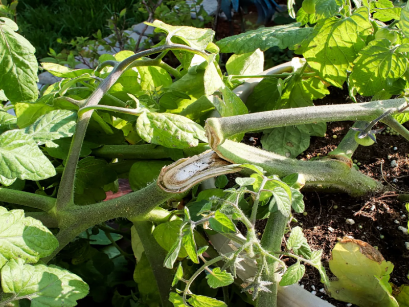 Abgeknickte Tomatenpflanze