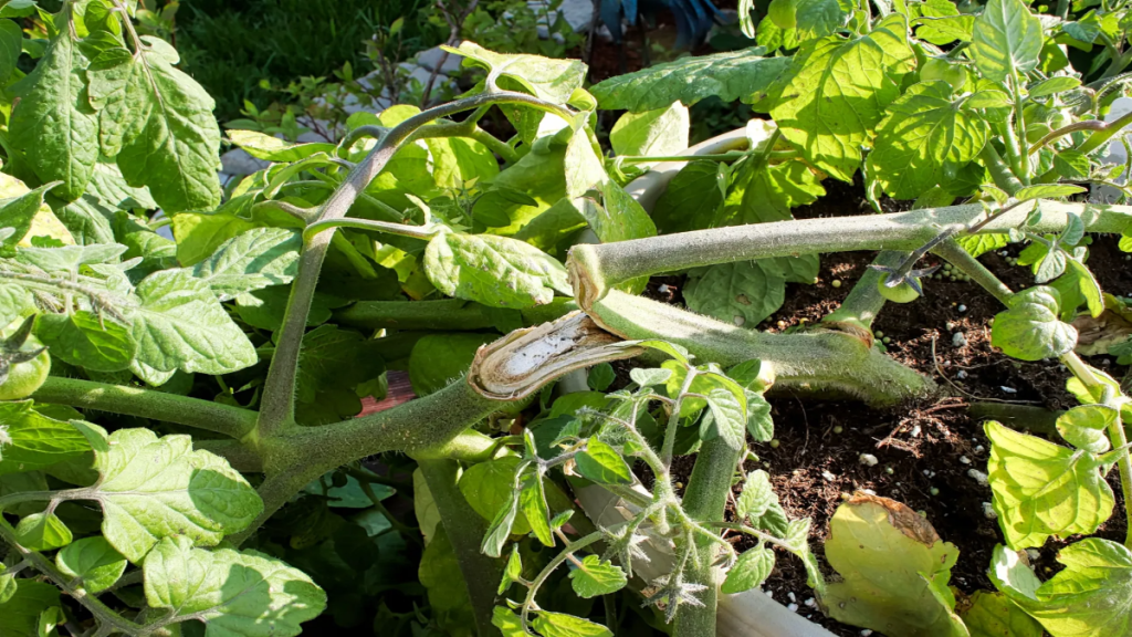 Mit diesem Trick kannst du abgeknickte Tomatenpflanzen im Garten noch retten