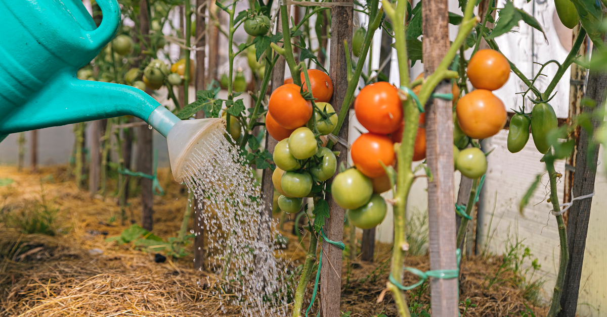 Tomatenpflanzen in verschiedenen reifegraden, die gegossen werden.