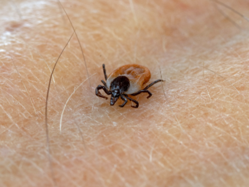 Zecken aus dem Garten vertreiben: Mit diesen 5 Pflanzen hältst du sie fern